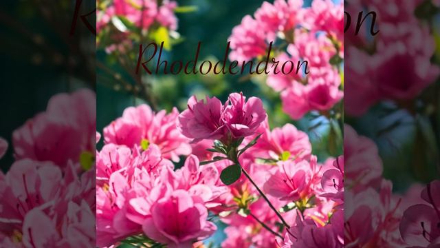 Rhododendron смотреть онлайн