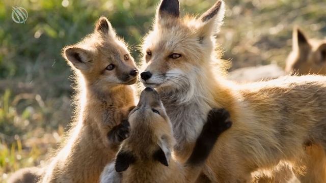 WOLVERINE ─  A Honey Badger On Steroids! Wolverine Vs Wolf And Deer