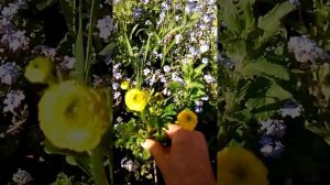 Незабудка альпийская и Лютик едкий махровый