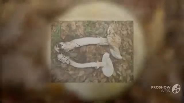 Amanita phalloides - fungi kingdom смотреть онлайн