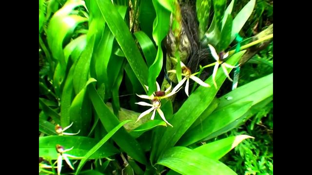 Орхидеи. смотреть онлайн