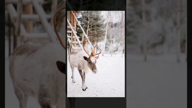 Олени. Долина водопадов. смотреть онлайн