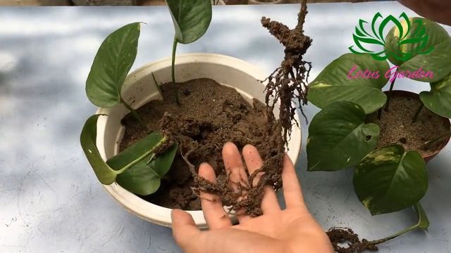 2 ways to grow money plant from single leaf very easy смотреть онлайн