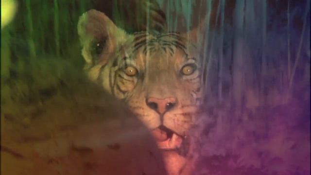 Many Colors of the Sky Radiate Forgetfulness - trailer - IFFR 2015 смотреть онлайн