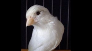 ПЕНИЕ КЕНАРА РУССКАЯ КАНАРЕЙКА ДЛЯ ОБУЧЕНИЯ МОЛОДЫХ САМЦОВ