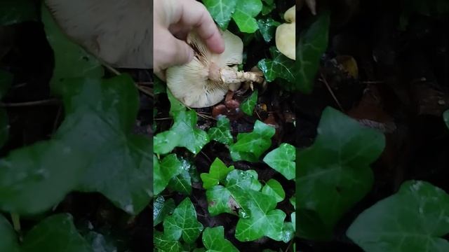 Грибные истории. Возможно ли такое, что осенний опёнок, вырос в мае? смотреть онлайн