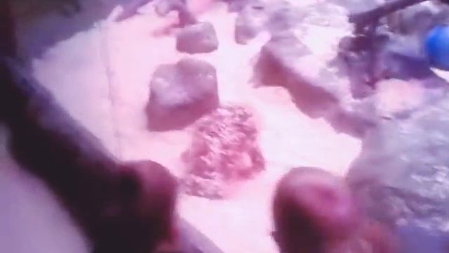 РЕБЕНОК В АКВАРИУМЕ!!!!!! ЖЕСТЬ!!!!!! смотреть онлайн