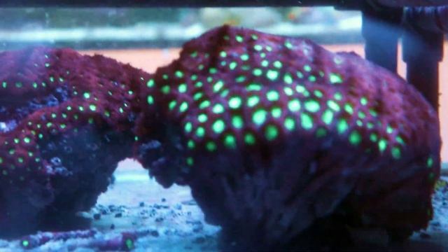 Frag Tank Walkthrough At Fragbox Corals смотреть онлайн