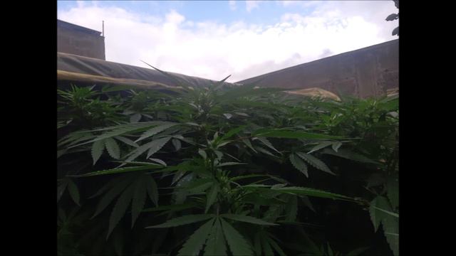 ROBINZON: Аутдор/Outdoor. From Seed To Plant, Street Dealer Seeds. часть 2