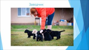 Профессии с животными