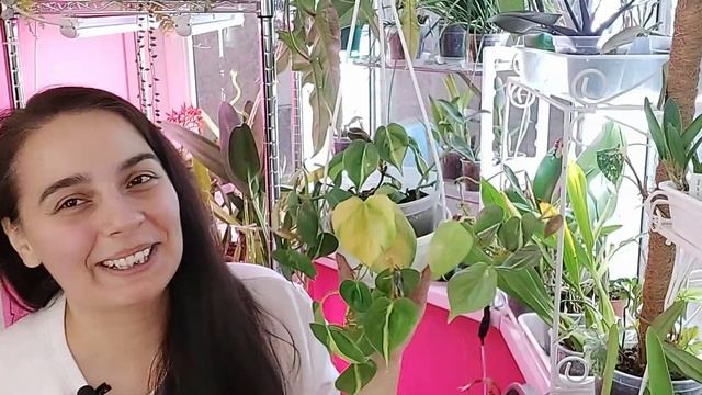 Philodendron scandens Brazil (Филодендрон сканденс Бразил) смотреть онлайн