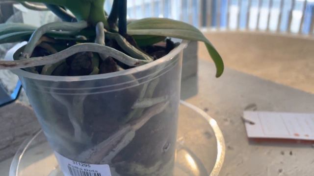 Phalaenopsis Orchid Care! (Read Description!) смотреть онлайн