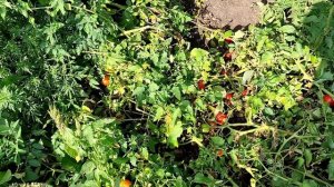 Урожайный помидор  Рио Гранде. Лучший сорт помидор для открытого грунта.