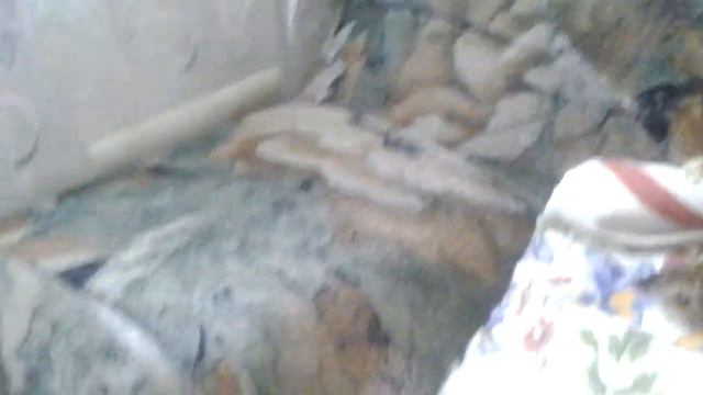 Мой йоркширский терьер