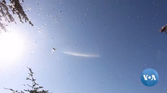Plague of Locusts Threaten Kenya’s Crops смотреть онлайн