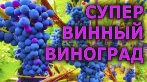 Это один из лучших винных сортов винограда для средней полосы. Обзор сорта винограда Леон Мийо.