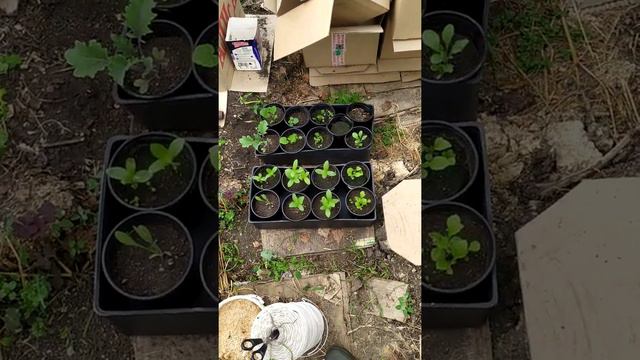 Посадки в теплице на 25.05.22г смотреть онлайн