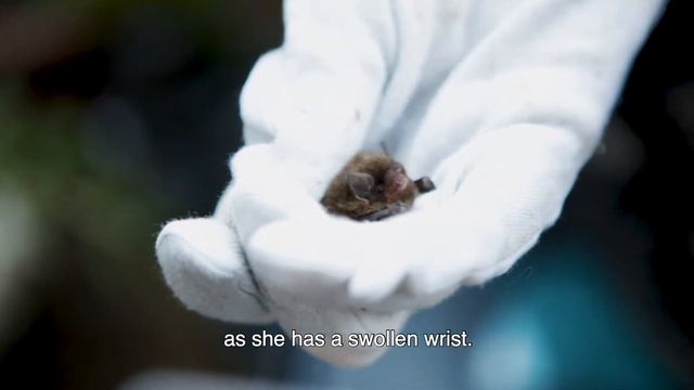 Rescuing Tiny Bats From the Wild! смотреть онлайн