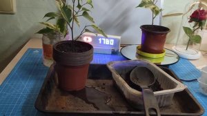 Как посадить фикус в горшок? Пересаживаем фикус в горшок!