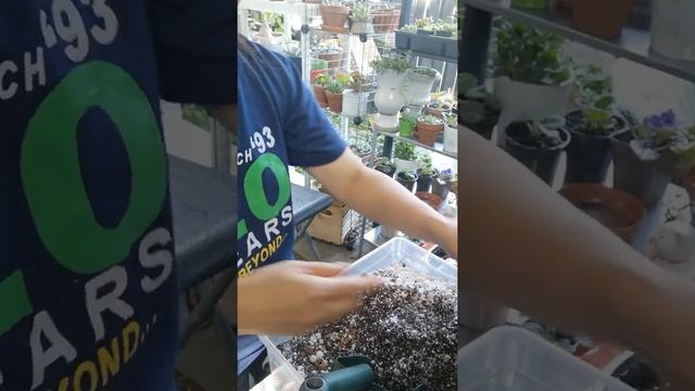 Planting Echeveria Agavoides Mose And Echeveria Agavoides Maria