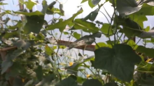 Сделайте это в июле. И ОГУРЦЫ будут зелёные до октября. смотреть онлайн