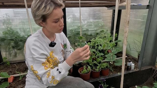 ПЕТУНИЯ ОБЯЗАТЕЛЬНО БУДЕТ ПЫШНОЙ И КРАСИВОЙ ПОСЛЕ СТРИЖКИ. смотреть онлайн