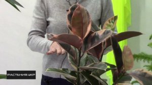 Розовый каучуконосный фикус или фикус "Белайс" / Фикус уход в домашних условиях