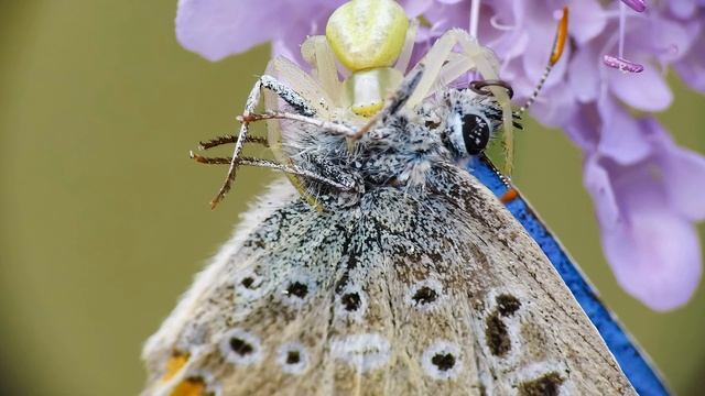 Crab Spider (M. vatia) Attacks Butterfly ? Macro Photography ? Raynox DCR-250 on Nikon Coolpix P900 смотреть онлайн