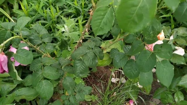 Othello rose 2019 june Kyiv смотреть онлайн