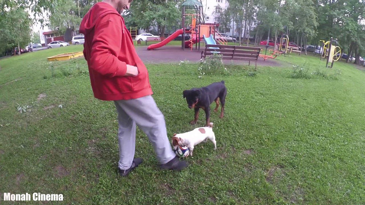 джек рассел и ротвейлер / для чего нужны игры / изучение повадок / установка контакта смотреть онлайн