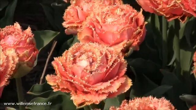 Tulipe sensual touch Willemse смотреть онлайн