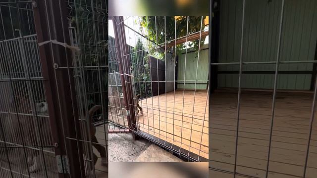 Малыши американского стаффордширского терьера. 2 месяца. Red brilliants “T”. смотреть онлайн