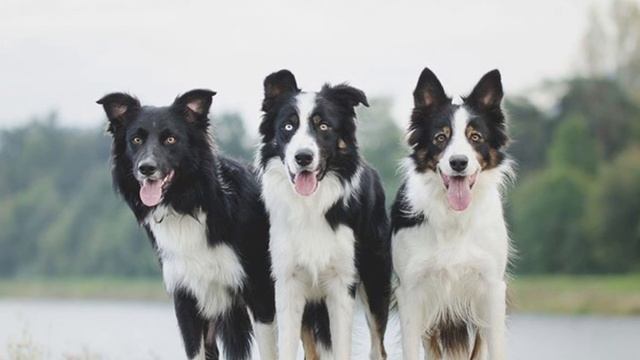 Рубрика:Стандарт породы~Бордер-колли/Borber-collie смотреть онлайн