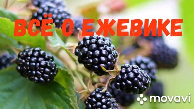 Самая урожайная ягода. Всё о ежевике. смотреть онлайн