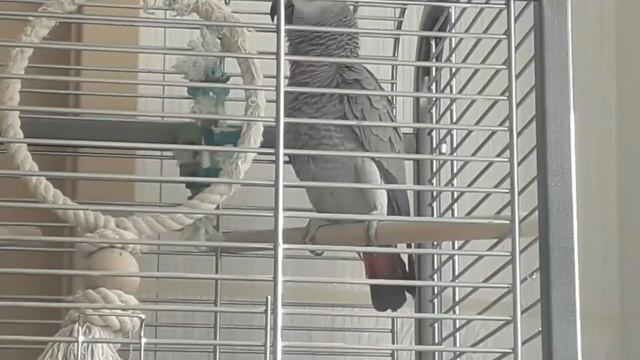 Жако говорит есть покушать