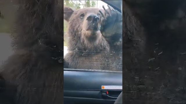 Медвежий патруль