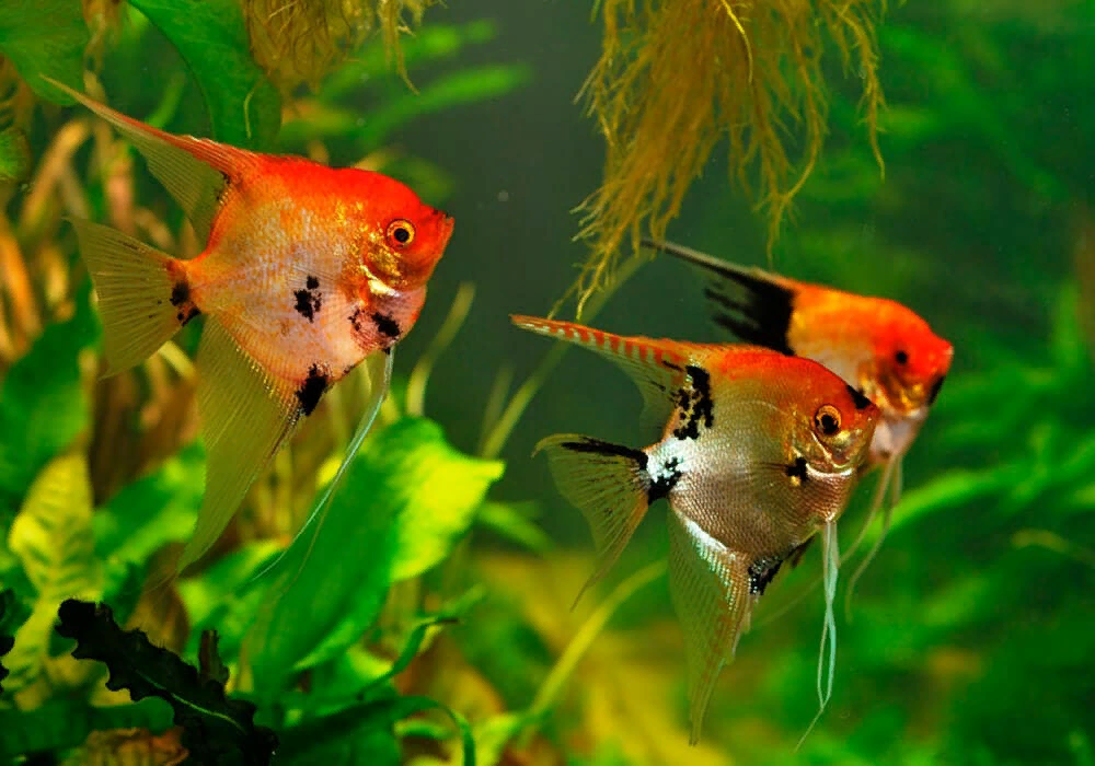 Аквариум для начинающих. Скалярия, уход, содержание, размножение. смотреть онлайн