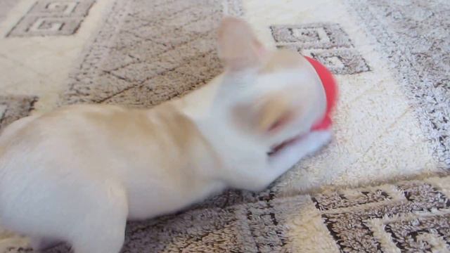 Чихуахуа девочка, можно купить смотреть онлайн