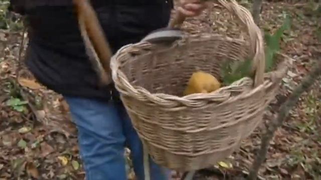 2015-09-14 - MANGIANO FUNGHI TOSSICI, 6 INTOSSICATI NEL SENESE смотреть онлайн