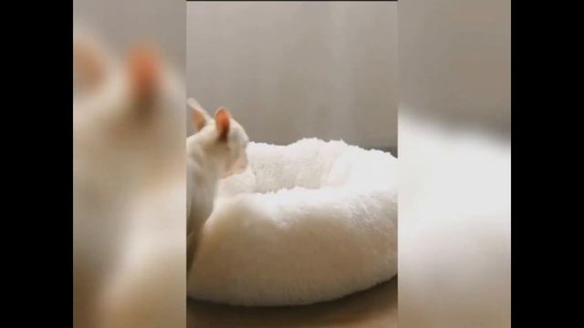 Лежанка для собаки чихуахуа отправка по ДНР из Донецка. смотреть онлайн