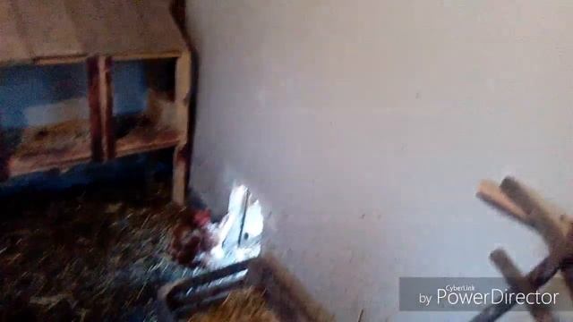 Купили корма// фиолетовые яйца смотреть онлайн