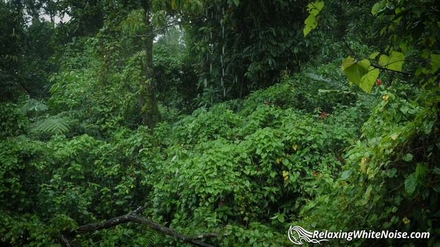 Rainforest Rain Sounds for Sleeping or Studying ?️ White Noise Rainstorm 10 Hours смотреть онлайн
