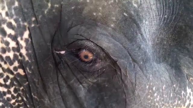 Таиланд26 СССР речной рынок Водопады и Слоны. смотреть онлайн