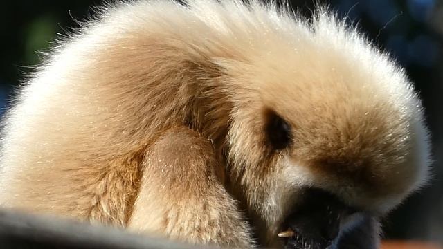 Panasonic LUMIX DC-FZ 82 Zoom Test – Gibbon im Zoo Schönbrunn Wien смотреть онлайн