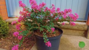 Лагерстремия Индийская Violet filli