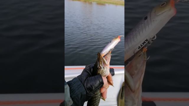 Рыбалка на р. Десна на воблеры ручной работы. смотреть онлайн