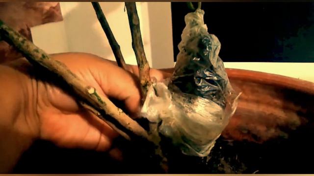 planta de crotón смотреть онлайн