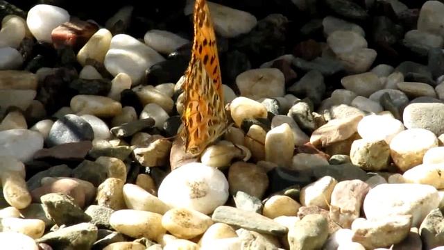 ツマグロヒョウモン（♂） смотреть онлайн