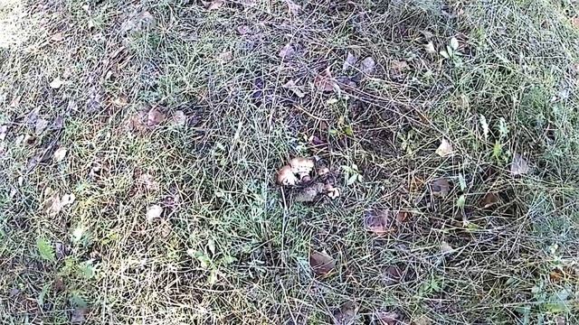 Собираю белые грибы/ маслята полянами/ грибалка! смотреть онлайн