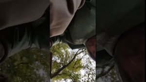 ГИГАНТСКИЙ УЛИЙ ШЕРШНЕЙ